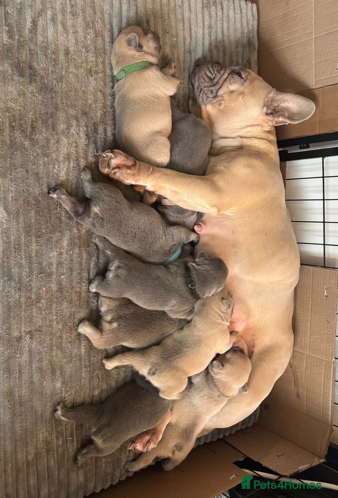 French Bulldog dogs for sale: KC French bulldog puppies - Advert 2