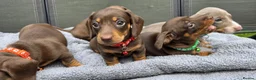 Dachshund dogs for sale: Dacshund Puppies Ready on 27/6!!! - Advert 8