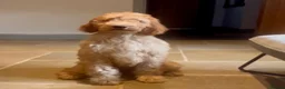 Goldendoodle dogs for sale: Irishdoodle Girls Need Their New homes  - Advert 11