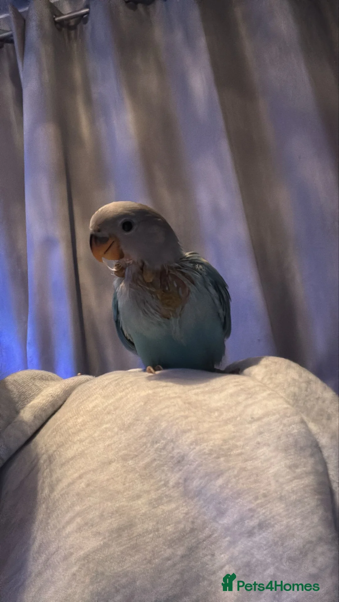 Lovebirds birds for sale: Hand reared love bird  - Advert 2