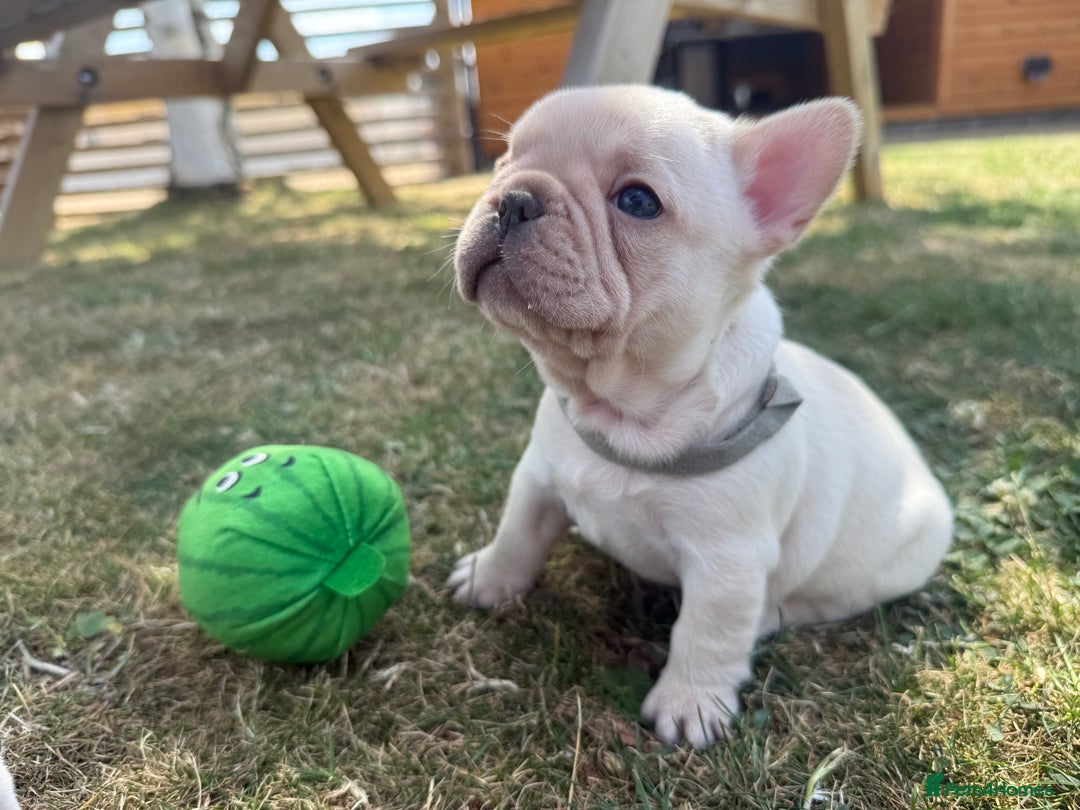 French Bulldog dogs for sale: 🐾 Beautiful French Bulldog Puppies 🐶 - Image 12