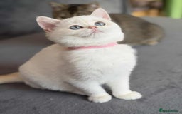 British Shorthair cats for sale: Stunning BSH golden/silver Kittens TICA - Image 18