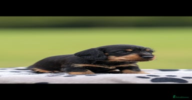 Dachshund dogs - Advert 14