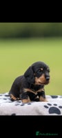 Dachshund dogs - Advert 14