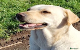 Labrador Retriever dogs for sale: KC reg Labrador puppies – Black and Yellow  - Image 2