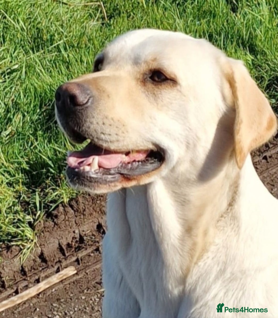 Labrador Retriever dogs for sale: KC reg Labrador puppies – Black and Yellow  - Image 2