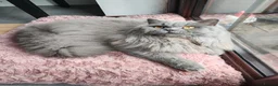 British Longhair cats for sale: British Shorthair & Longhair Kittens - Advert 10