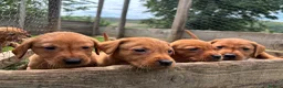 Labrador Retriever dogs for sale: Fox red Labrador  in Galashiels - Advert 3