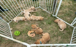 Labrador Retriever dogs for sale: Gorgeous Labrador puppies for sale - Image 4