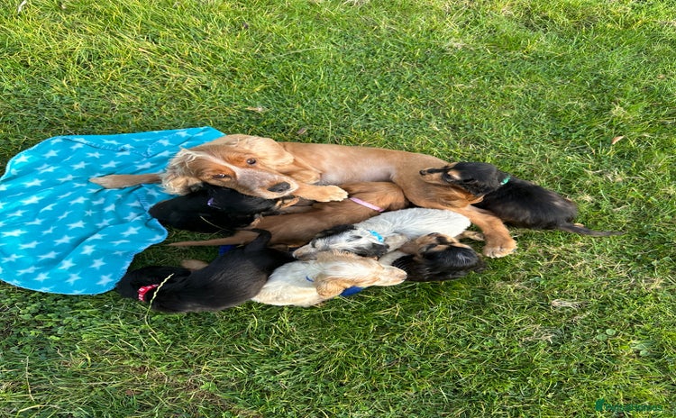 Cocker Spaniel dogs - Advert 5
