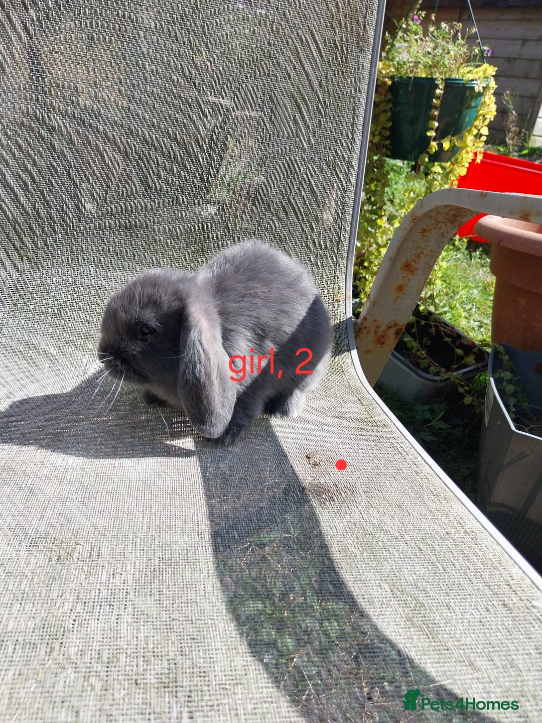 Mini Lop rabbits for sale: Mini lops for sale  - Image 2