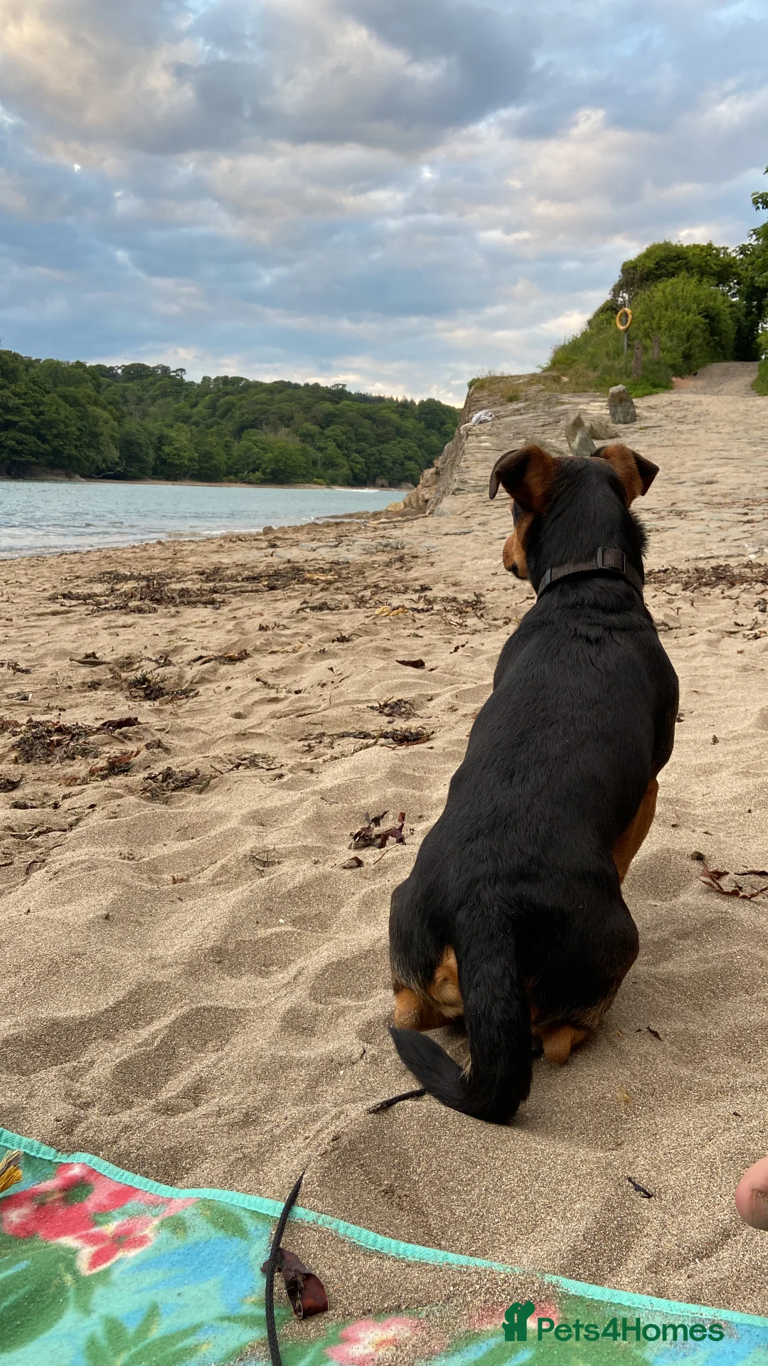 Jack Russell dogs for stud: Jack Russel for Stud Black and Tan - Advert 3