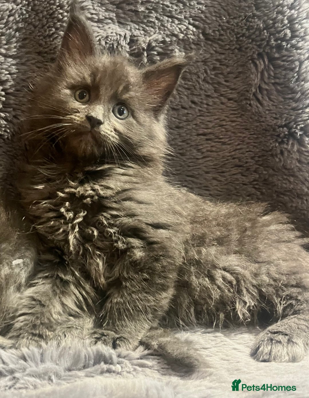Maine Coon cats for sale: STUNNING MAINE COON KITTENS BLUE SMOKE (tica reg ) - Image 10