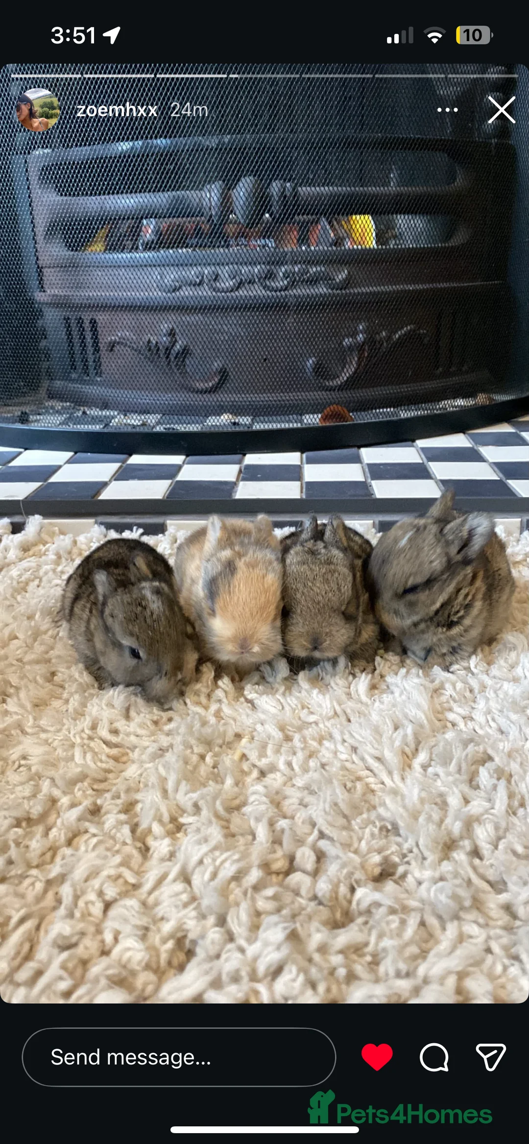 Mini Lop rabbits for sale: baby Mini lop bunnies - Advert 1