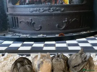 Mini Lop rabbits baby Mini lop bunnies - Advert 2