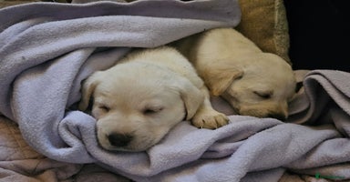 Labrador Retriever dogs - Advert 14