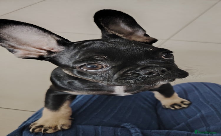 French Bulldog dogs - Advert 3