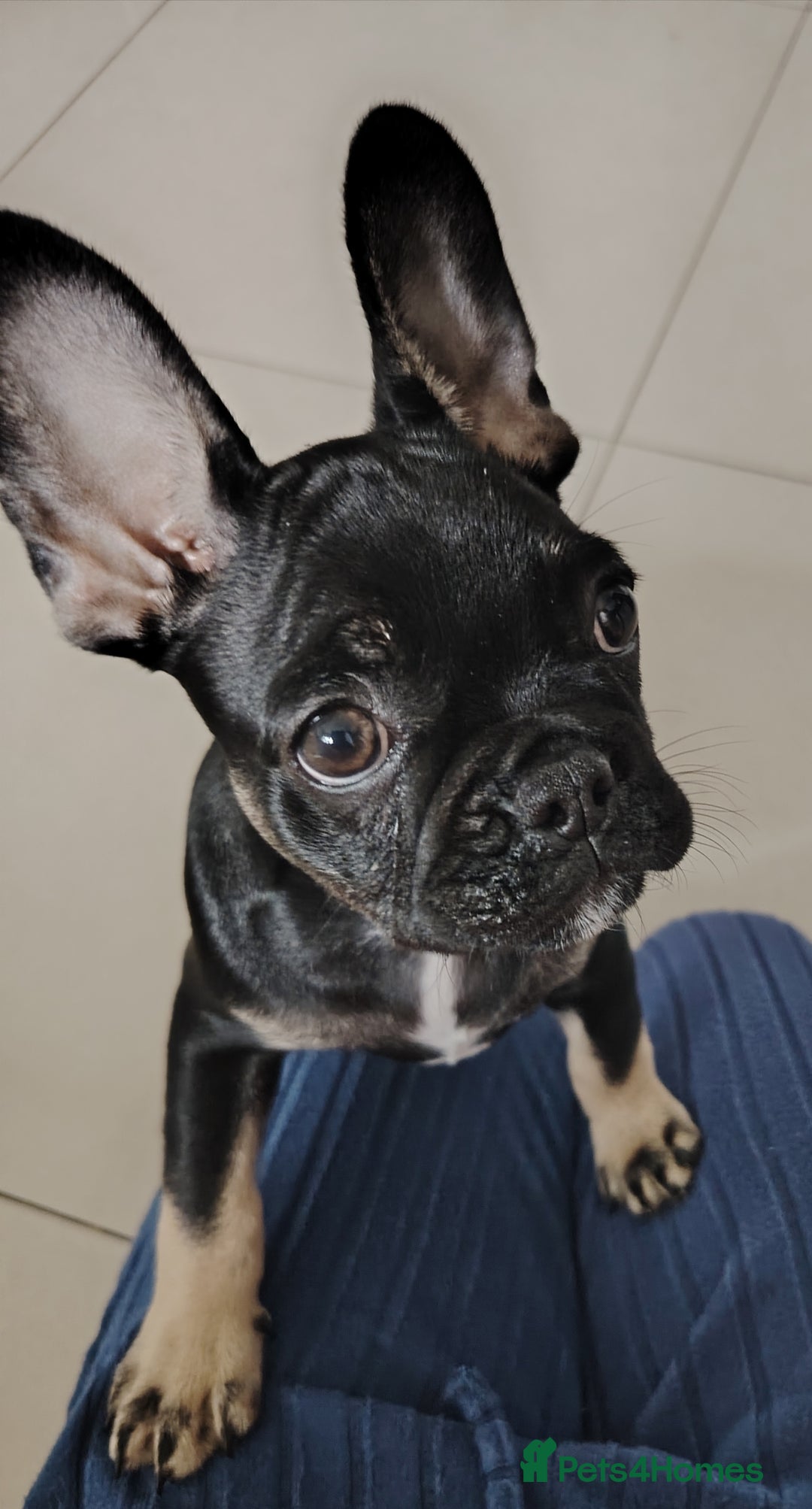 French Bulldog dogs for sale: Molly - Image 1