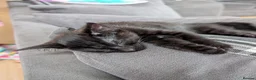 Mixed Breed cats for sale: 5 Adorable female kittens.  in Leicester - Advert 10