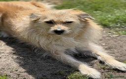 Mixed Breed dogs for adoption: MEET PHOENIX in Bordon - Image 3