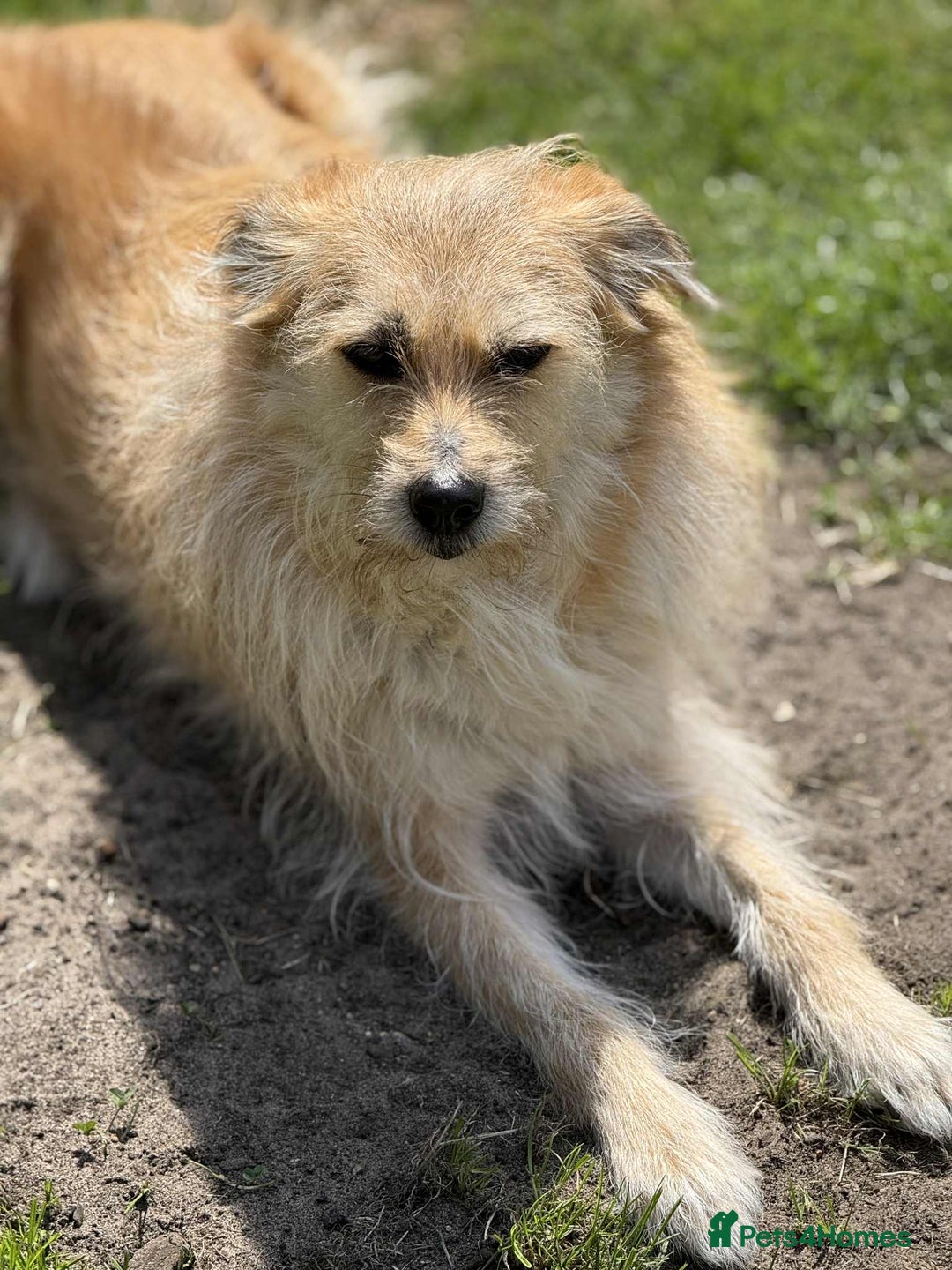 Mixed Breed dogs for adoption: MEET PHOENIX in Bordon - Image 3