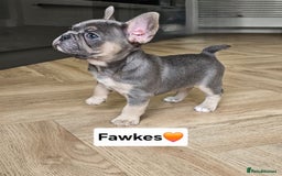 French Bulldog dogs for sale: French bulldog pups *Ready now*  - Image 6