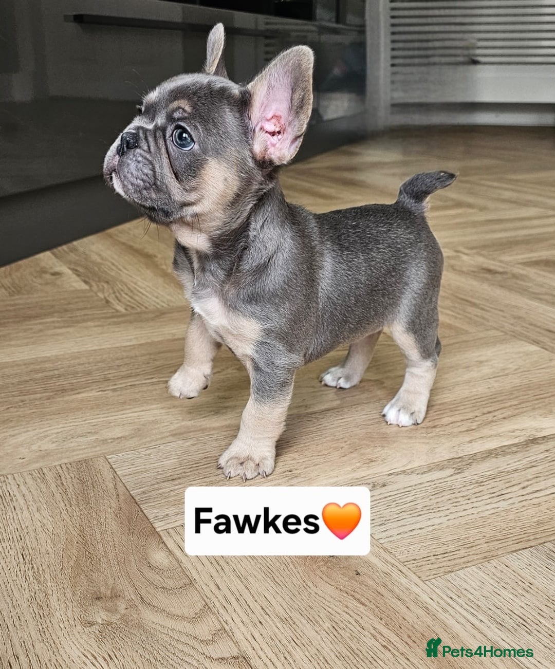 French Bulldog dogs for sale: French bulldog pups *Ready now*  - Image 6