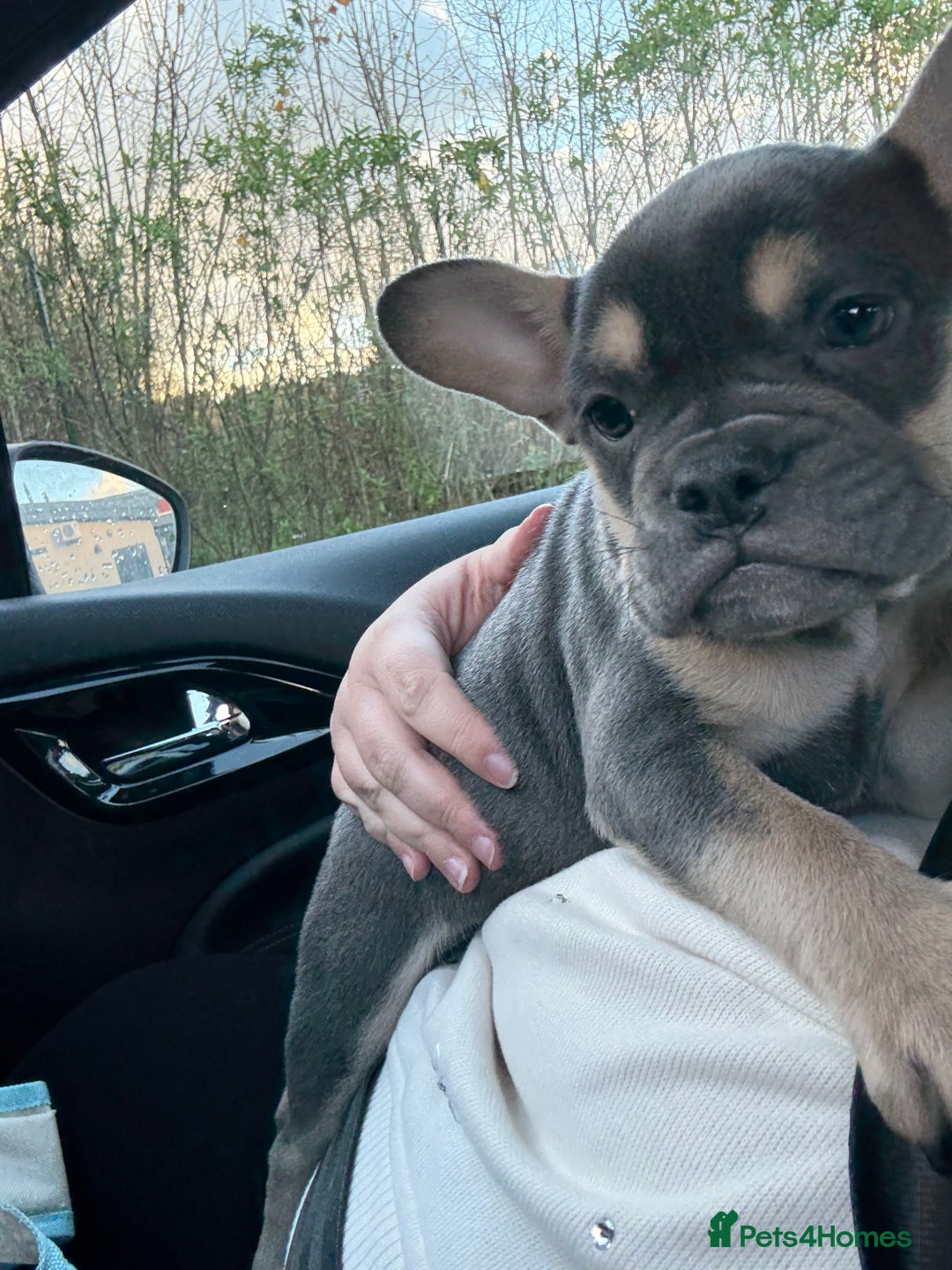 French Bulldog dogs for sale: French bulldog pup - Advert 3