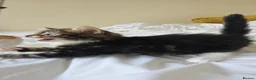Mixed Breed cats for sale: 2 cute kittens  - Advert 2