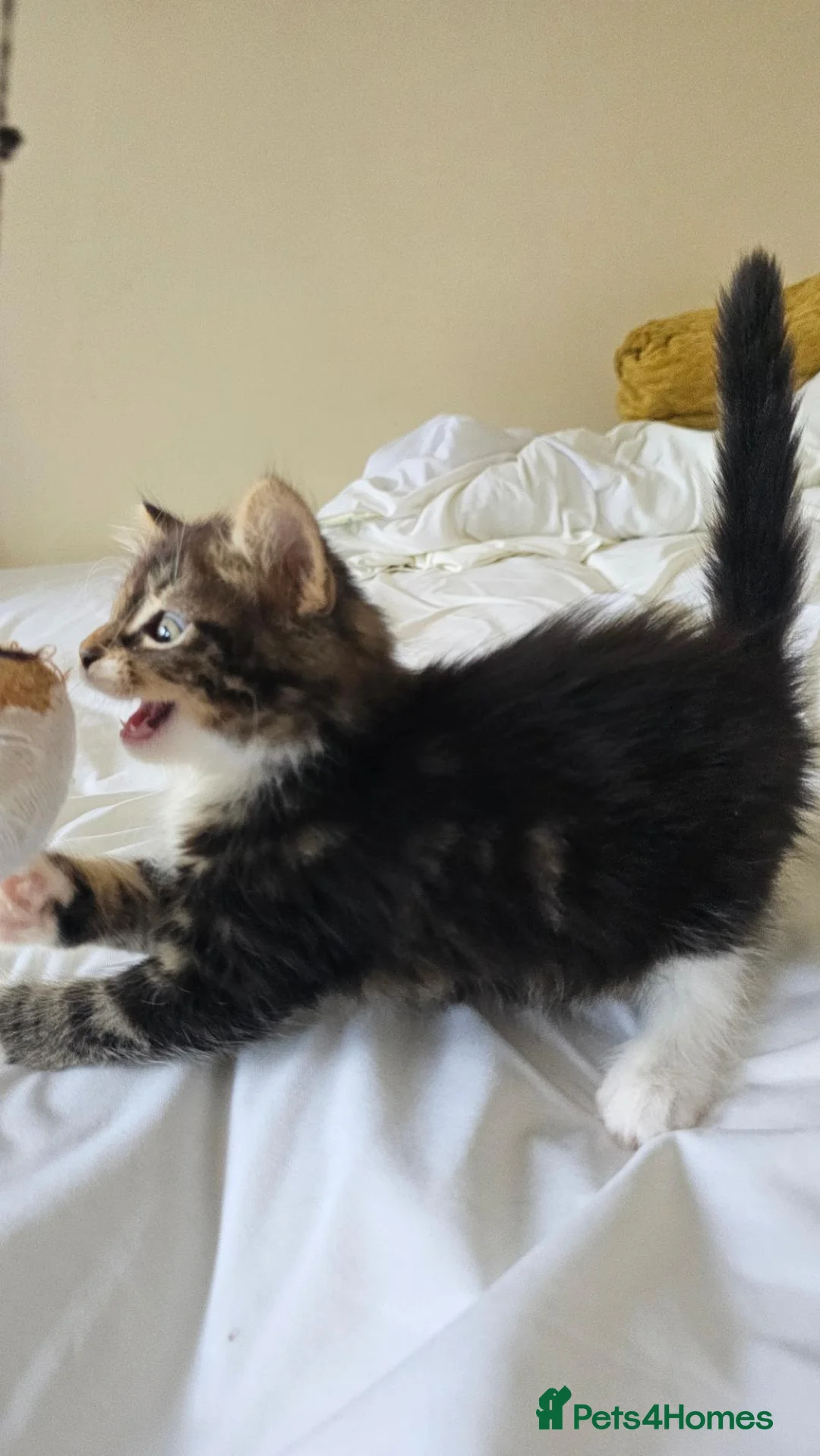 Mixed Breed cats for sale: 2 cute kittens  - Advert 2