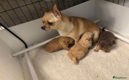 Mixed Breed dogs for sale: Cockapoochi Puppies - Image 8