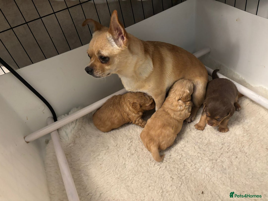 Mixed Breed dogs for sale: Cockapoochi Puppies - Image 8