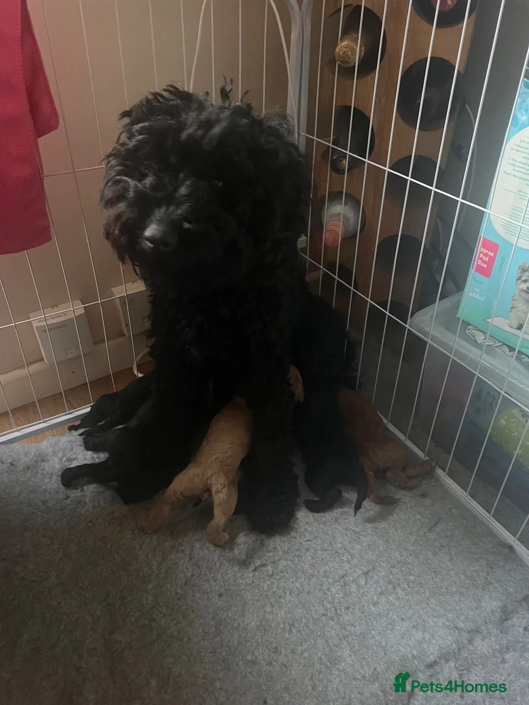 Cockapoo dogs for sale: F1b Cockapoos - Advert 1