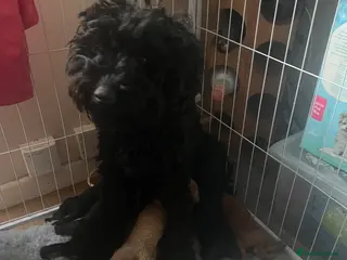 Cockapoo dogs F1b Cockapoos - Advert 2