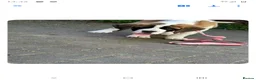 Saint Bernard dogs for sale: Beautiful saint Bernard puppies - Advert 9