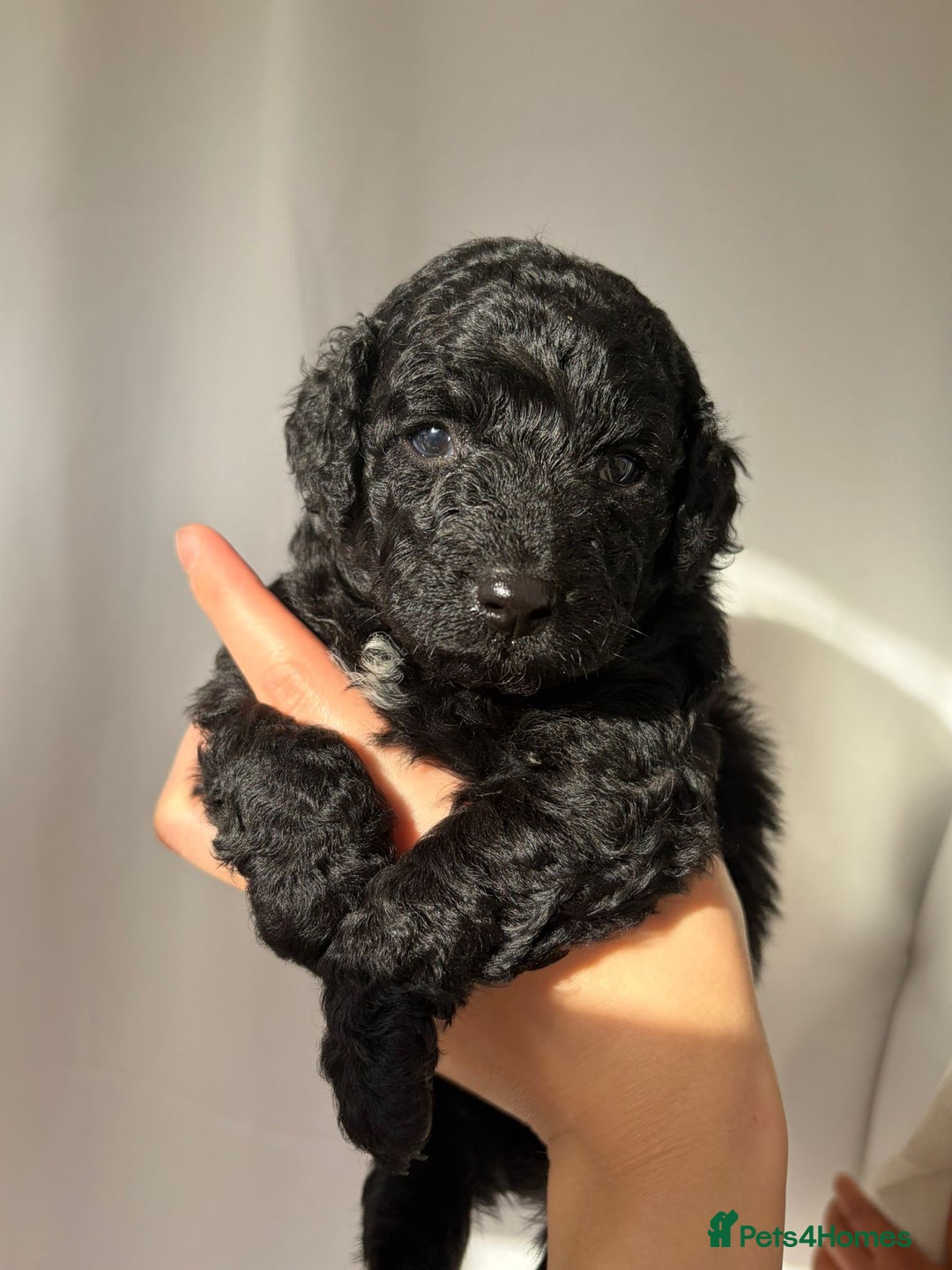 Cavapoo dogs for sale: READY TO LEAVE BLACK & WHITE TEDDY BEAR CAVAPOO - Advert 10
