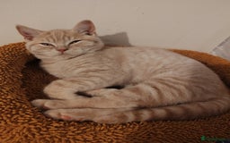 British Shorthair cats for sale: British shorthair kitten  - Image 2