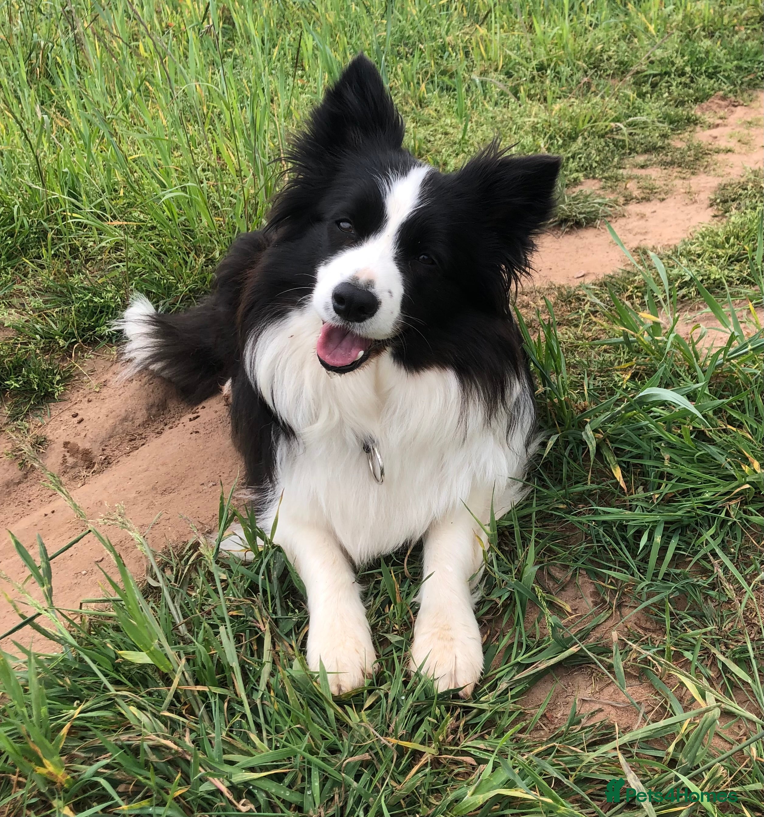 Border Collie dogs Beautiful border collie female  in Nottingham - Advert 5