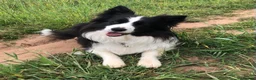 Border Collie dogs for sale: Beautiful border collie female  in Nottingham - Advert 1