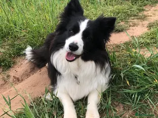 Border Collie dogs Beautiful border collie female in Nottingham - Advert 2