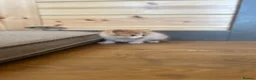 Mixed Breed cats for sale: Healthy Domestic Housecats, Father Unknown - Advert 8