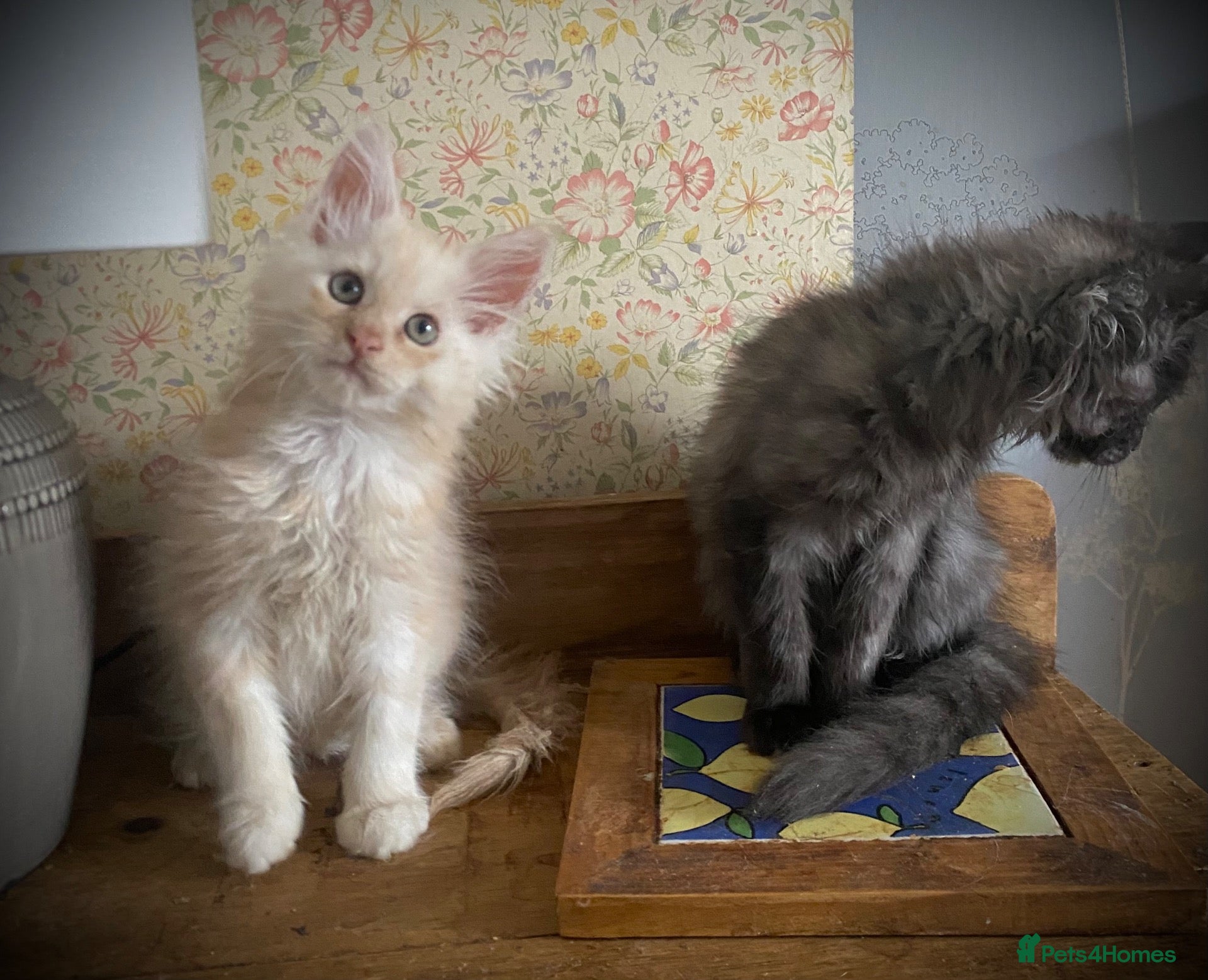 Maine Coon cats Full Russian lines Coon kittens Registered Parents - Advert 2