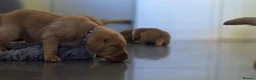 Labrador Retriever dogs for sale: Little Labradors, Ready for Their Next Adventure in Derby - Advert 5