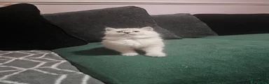 Ragdoll 1