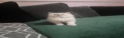 Ragdoll cats for sale: 1 ragdoll kitten boy - Advert 2