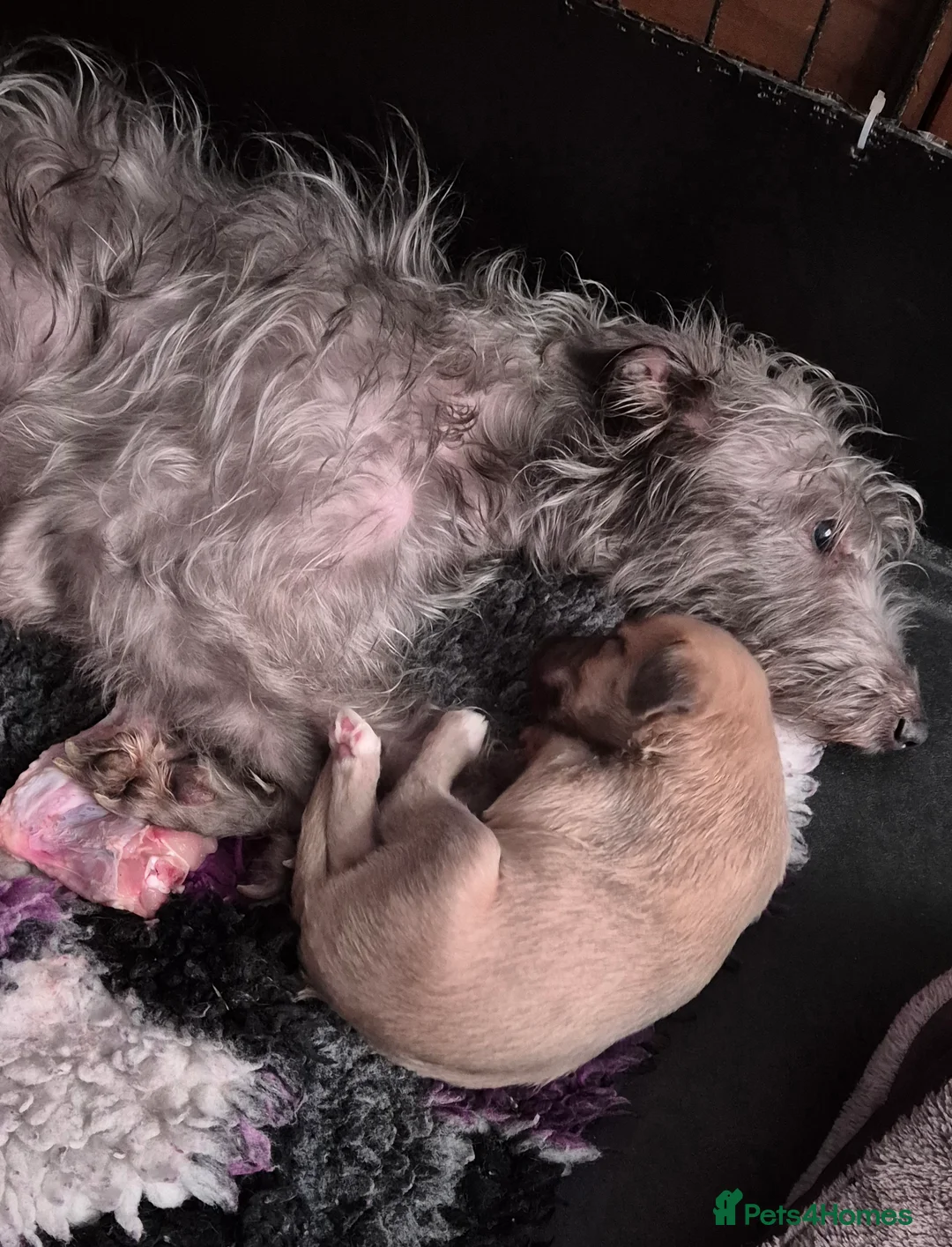 Bedlington Terrier dogs for sale: Stunning Beddlington x Whippet boys - Advert 2