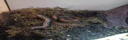 Millipedes invertebrates for sale: Adult and baby Millipedes  - Advert 2