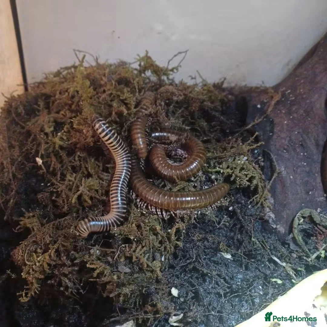 Millipedes invertebrates for sale: Adult and baby Millipedes  - Advert 2