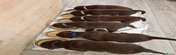 Labrador Retriever dogs for sale: KC Canadian Bloodline Chocolate labrador  - Advert 2