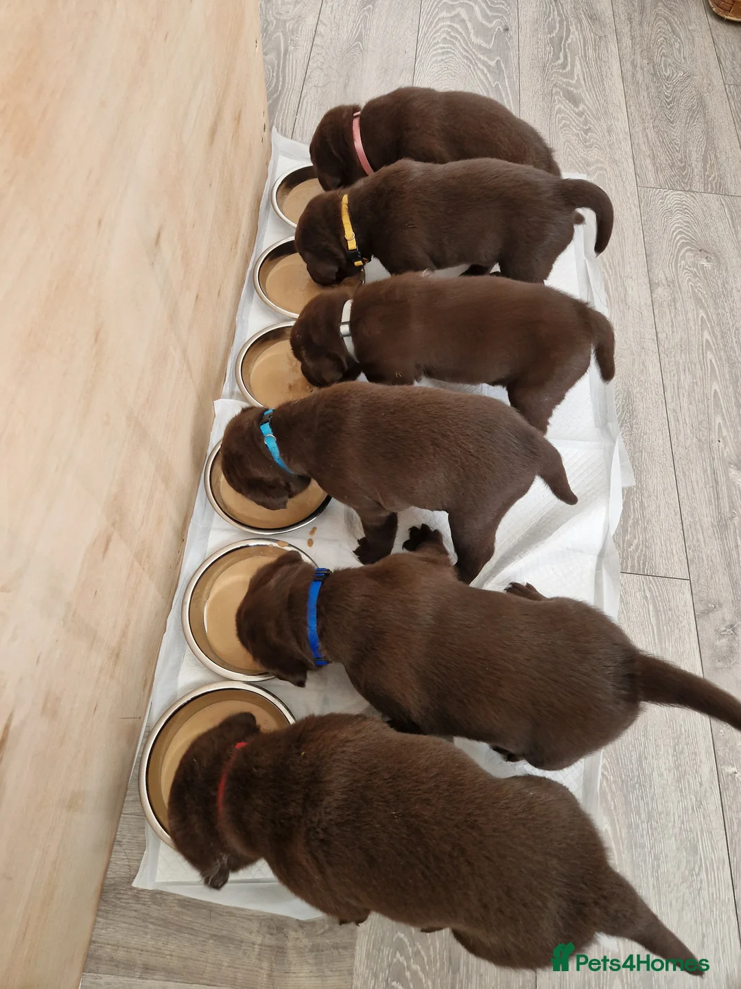Labrador Retriever dogs for sale: KC Canadian Bloodline Chocolate labrador  - Advert 2